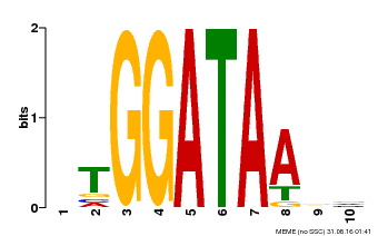 Motif logo