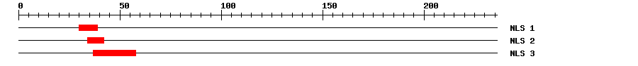 NLS