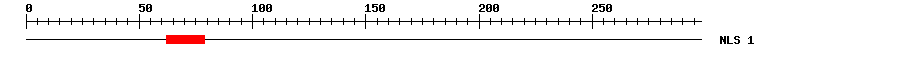 NLS