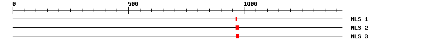 NLS