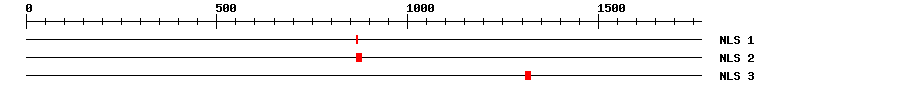 NLS