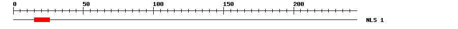 NLS