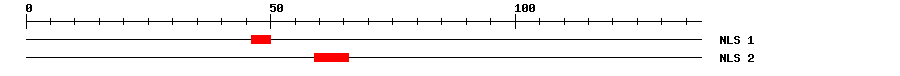 NLS