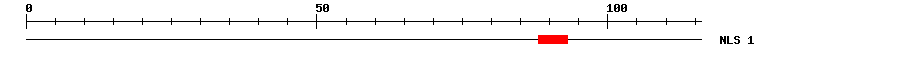 NLS
