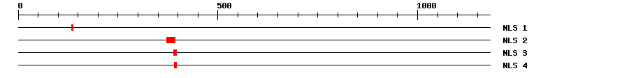 NLS