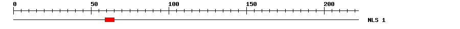 NLS