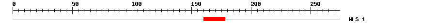 NLS