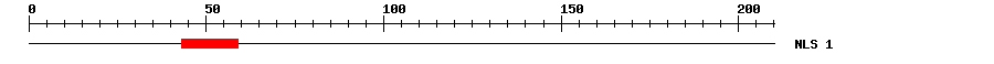 NLS