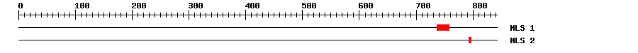 NLS