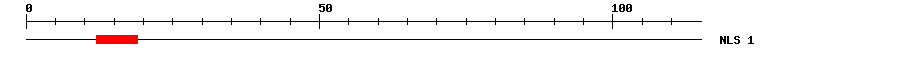 NLS