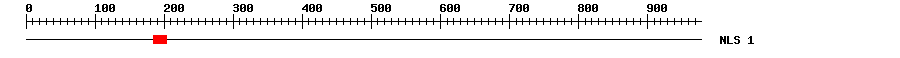 NLS