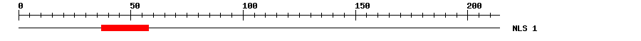 NLS