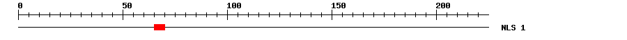 NLS