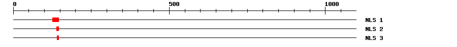 NLS