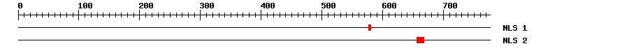NLS