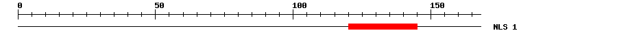 NLS