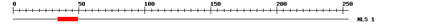 NLS