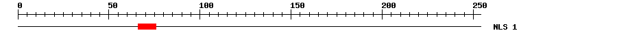 NLS