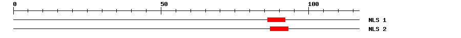 NLS