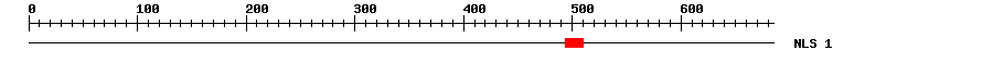 NLS