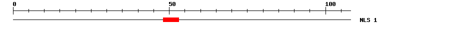 NLS