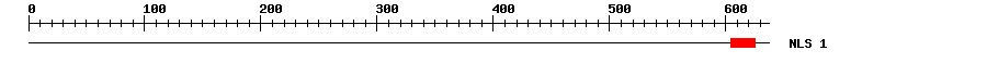 NLS