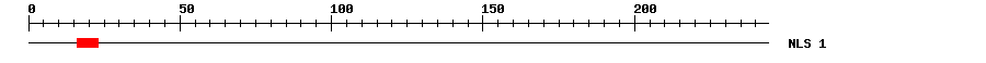 NLS