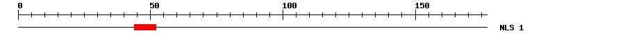 NLS