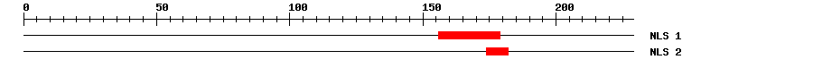 NLS