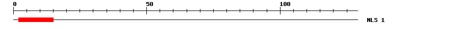 NLS