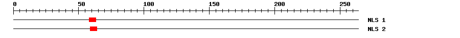 NLS