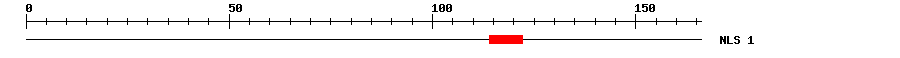 NLS