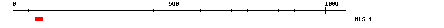 NLS