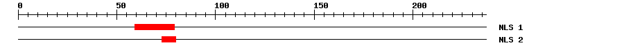 NLS
