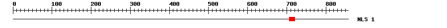NLS