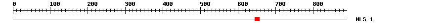 NLS