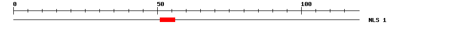 NLS
