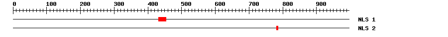 NLS