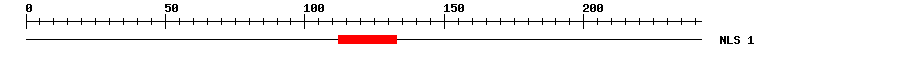 NLS