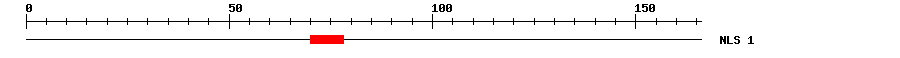 NLS