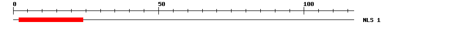 NLS