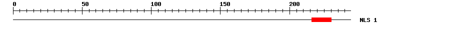 NLS