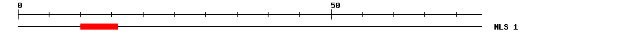 NLS