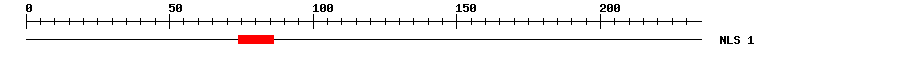 NLS