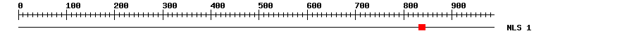 NLS