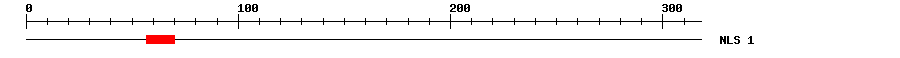 NLS