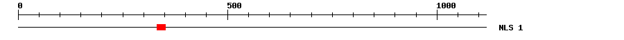 NLS
