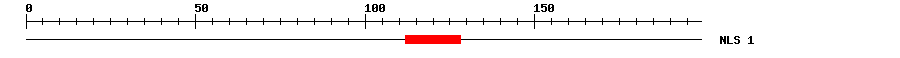 NLS