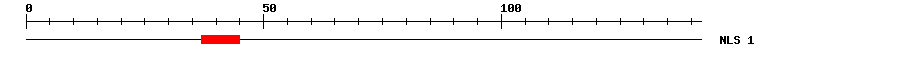 NLS