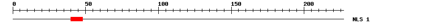 NLS